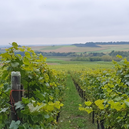 Sentier viticole et arboricole Sentier viticole et arboricole