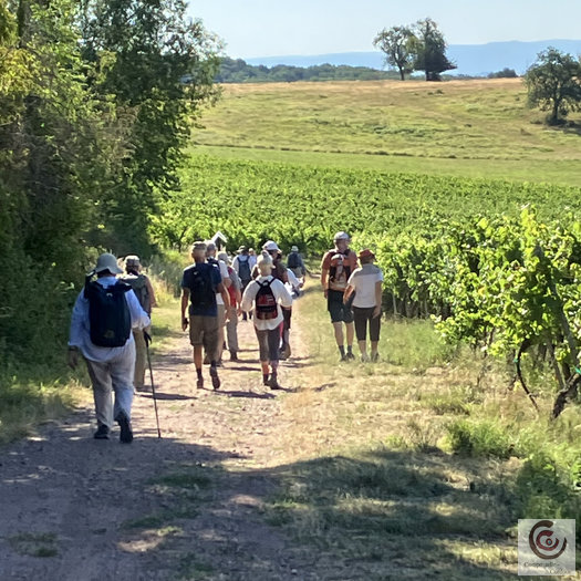 Marche 2026, dans les vignes Dans les vignes